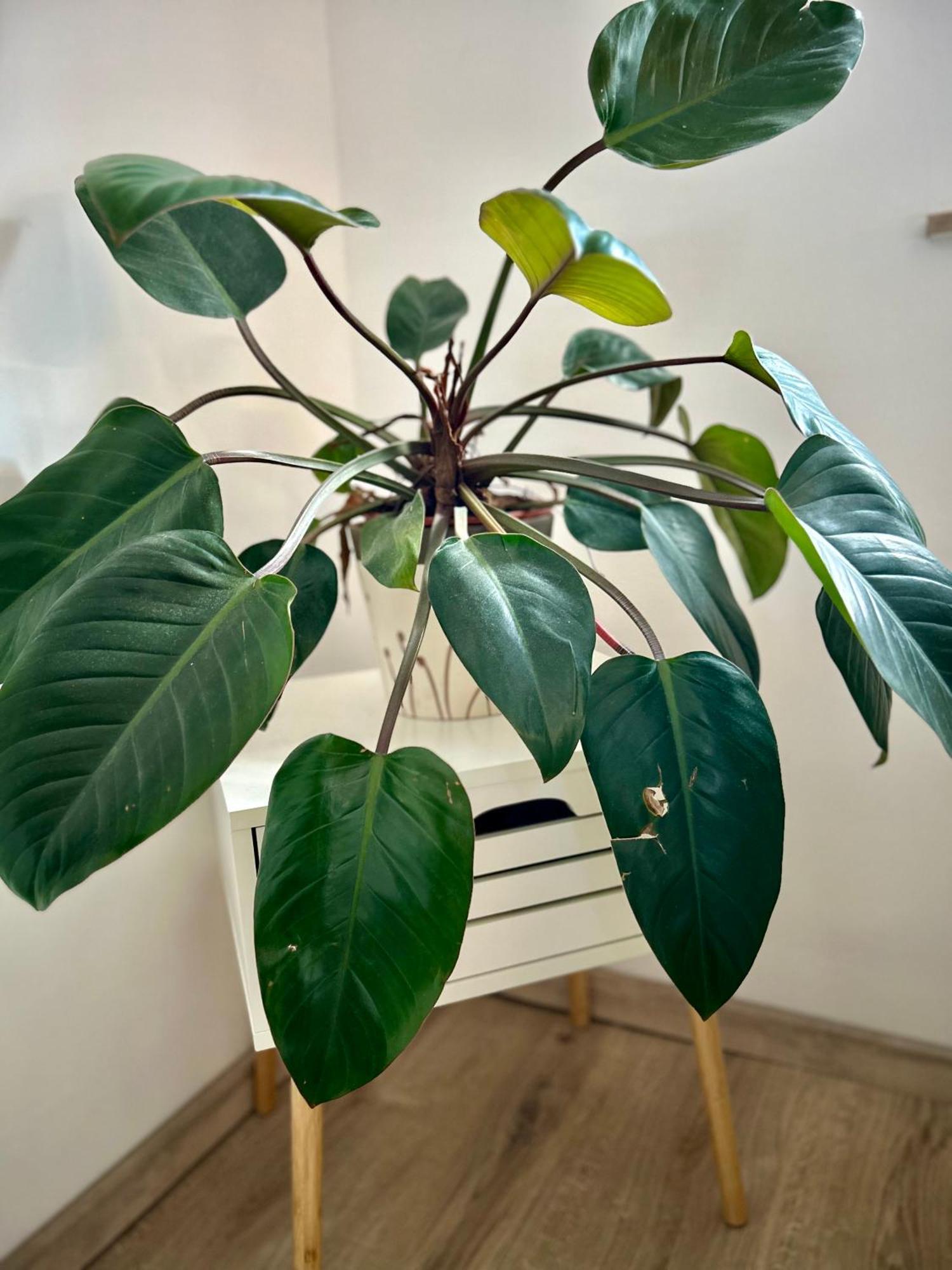 크란 Garden House 아파트 외부 사진